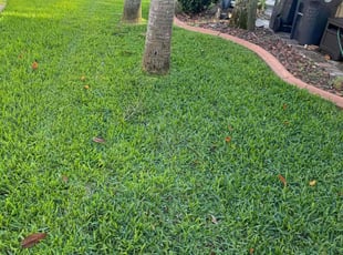 Chad H.'s grass cutting service result