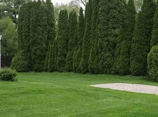 Mohamed A.'s lawn care services service result