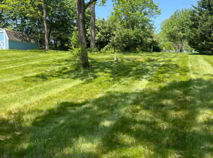 Jacqueline A.'s grass maintenance service result
