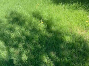 Rich F.'s Long Grass Cleanup service result