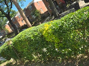 Rosalia M.'s grass maintenance service result