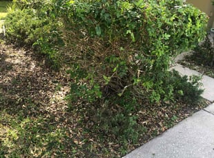 Nancy L.'s Bush Trimming service result