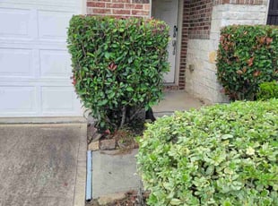 Rosa M.'s Bush Trimming service result