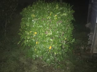 Michelle K.'s Bush Trimming service result