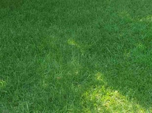 Toya J.'s lawn maintenance service result