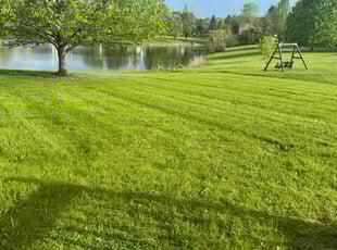 Evelyn B.'s turf care service result