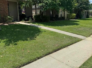 Angelicia H.'s grass cutting service result
