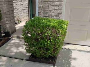 Martha D.'s Bush Trimming service result