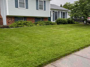 Andrew G.'s grass cutting service result
