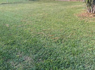Tammy W.'s lawn care services service result