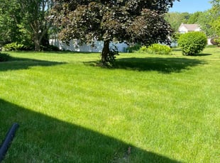Sara F.'s grass cutting service result