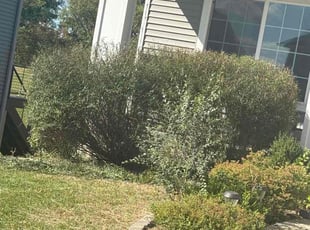 Patricia N.'s Bush Trimming service result