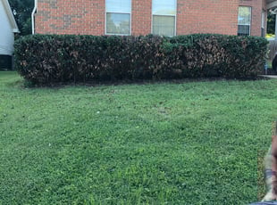 Tyrell S.'s Bush Trimming service result