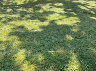 Robert H.'s lawn maintenance service result