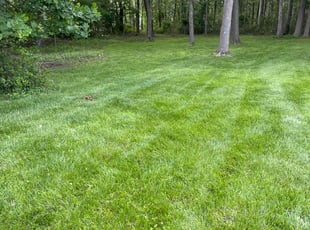 Ian K.'s grass cutting service result