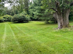 Mike R.'s grass cutting service result