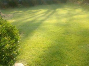 Valerie G.'s turf maintenance service result