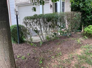 Kristen L.'s Bush Trimming service result