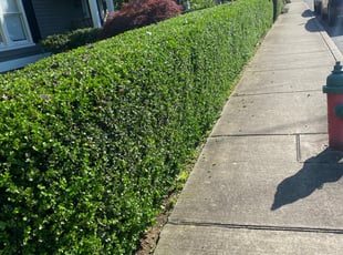 David R.'s Bush Trimming service result