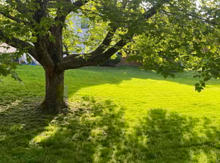 Valerie V.'s lawn care services service result