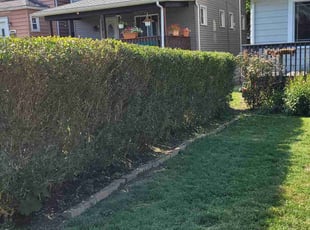 Marianna O.'s Bush Trimming service result