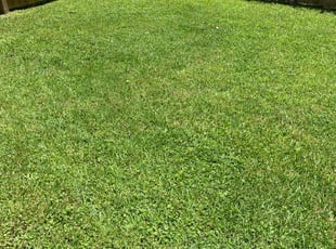 Charlie B.'s grass maintenance service result