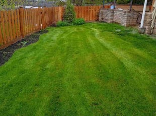 Alberto P.'s turf care service result