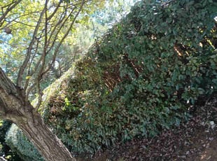 Charlotte L.'s Bush Trimming service result