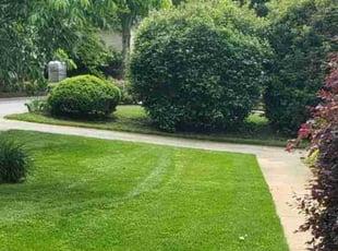 Meghan W.'s grass cutting service result