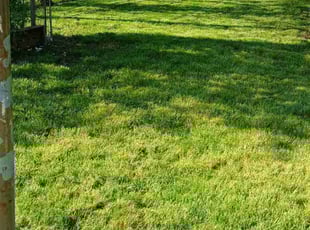 Heidi F.'s lawn care service result