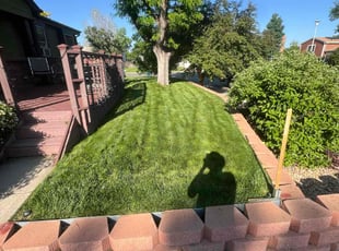 Ashley V.'s grass cutting service result