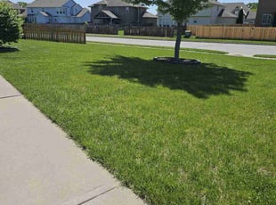 Thomas N.'s grass maintenance service result