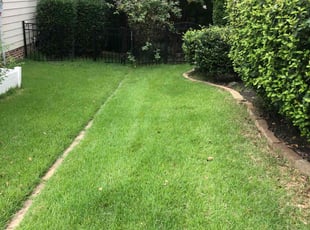 Mariah G.'s turf care service result