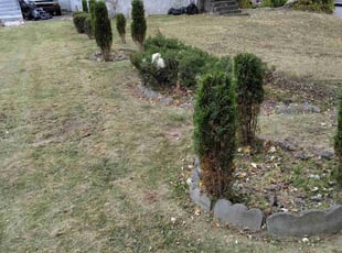 Denise F.'s Bush Trimming service result