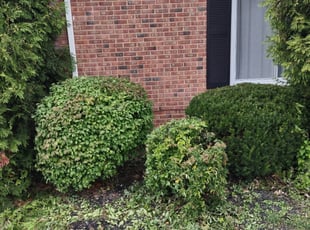 Shea C.'s Bush Trimming service result