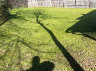 Trisha A.'s lawn service service result