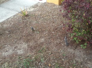 Sharon D.'s Flower Bed Weeding service result