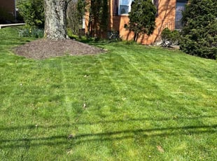 Robert H.'s grass maintenance service result