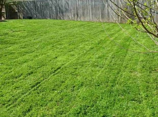 Pedro C.'s lawn care services service result