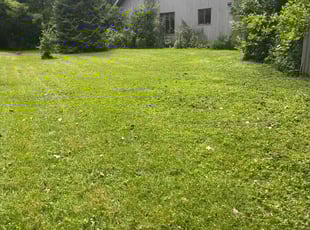 Wendy D.'s turf care service result