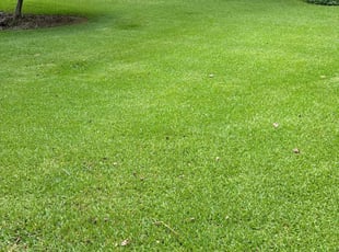 Elena A.'s lawn care service result