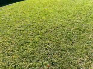 Hal P.'s turf maintenance service result