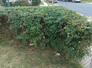 Charles F.'s Bush Trimming service result