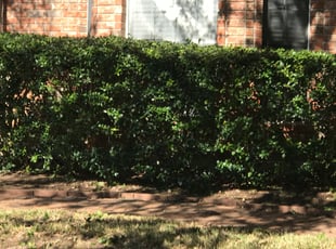 Toccara J.'s Bush Trimming service result