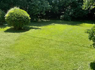 Isaiah W.'s grass cutting service result