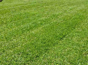 Catherine H.'s yard work service result