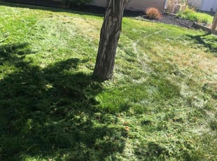 Rita B.'s lawn care services service result