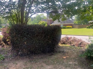 Brock M.'s Bush Trimming service result