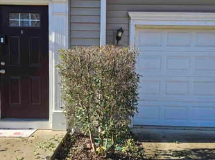 Tammy T.'s Bush Trimming service result