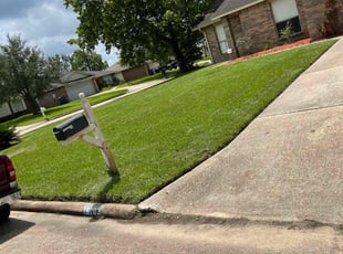 Albert G.'s Tree or Bush Removal service result